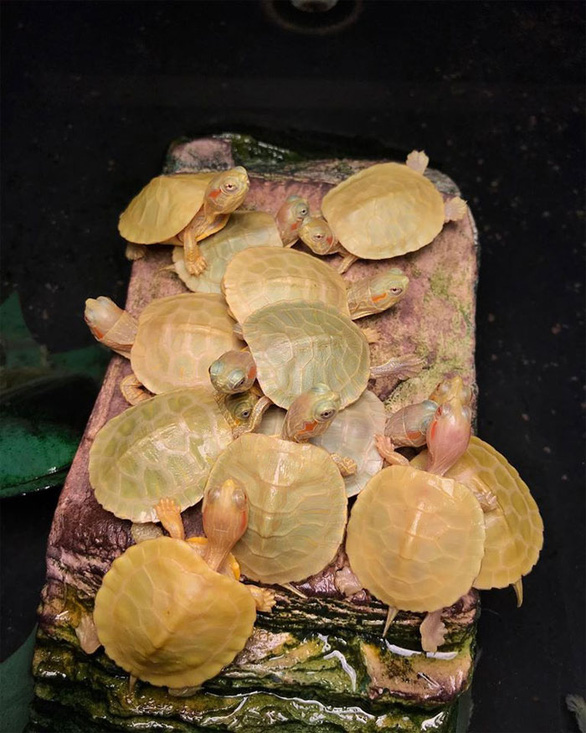 Rùa[-]bạch[-]tạng[-]đỏ[-]như[-]"rồng[-]lửa"